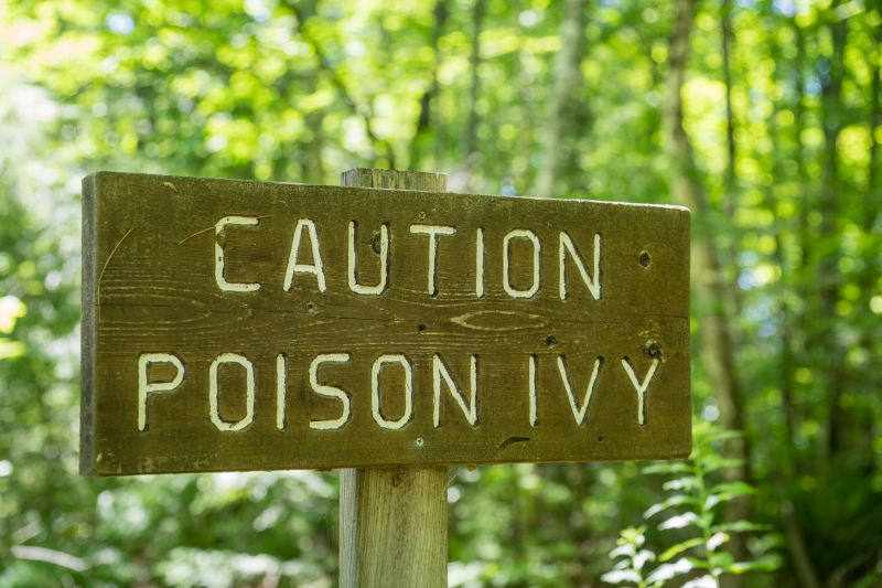 Poison Ivy Removal