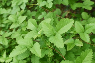 Effective Poison Ivy Removal Services — cost of