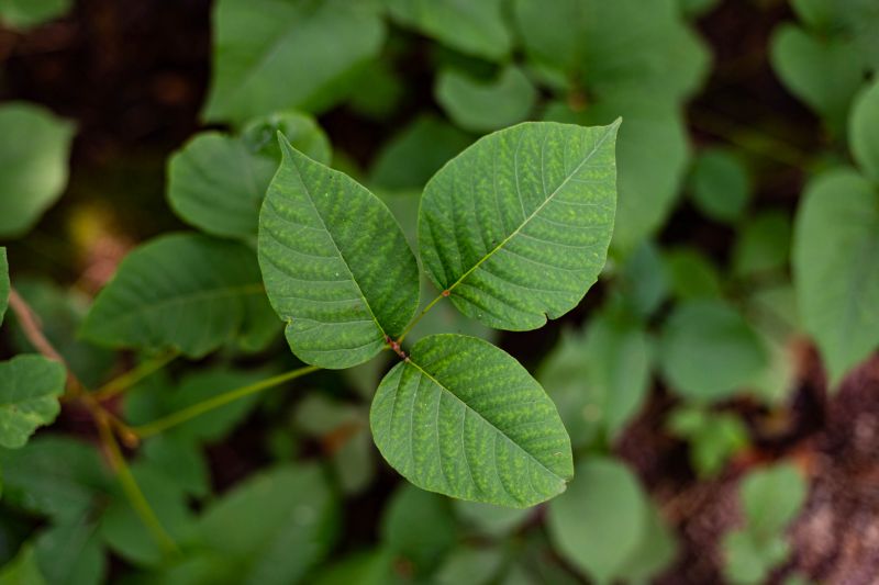 Effective Poison Ivy Removal Services — cost of