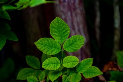 Effective Poison Ivy Removal Services — cost of