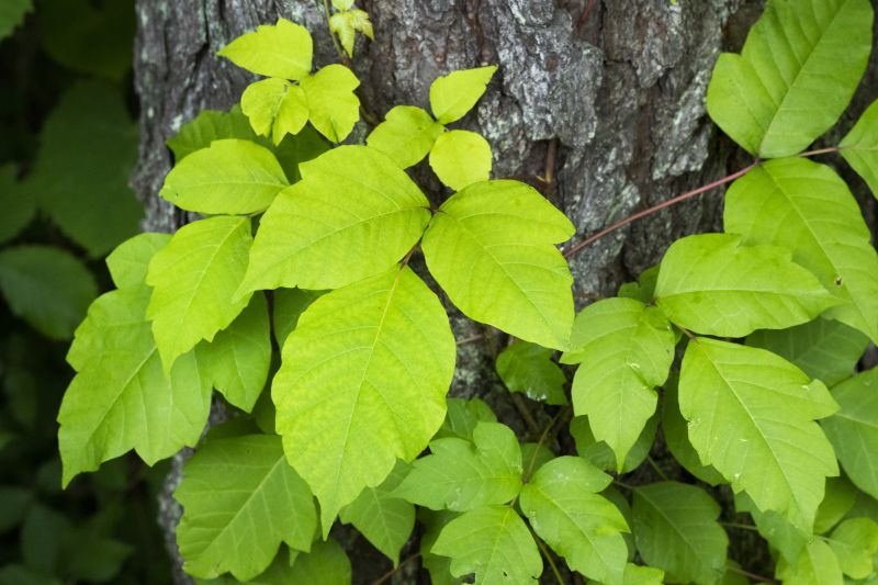 Effective Poison Ivy Removal Services — cost of