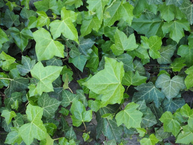 Poison Ivy in Winter