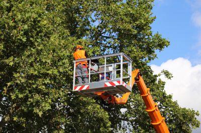 Arborist Services