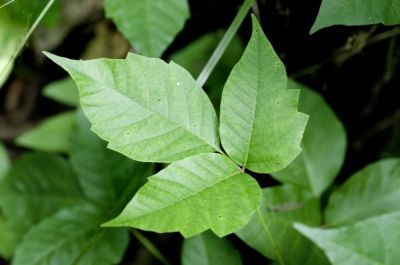 Poison Ivy Removal, Poison Ivy Removal, Idaho